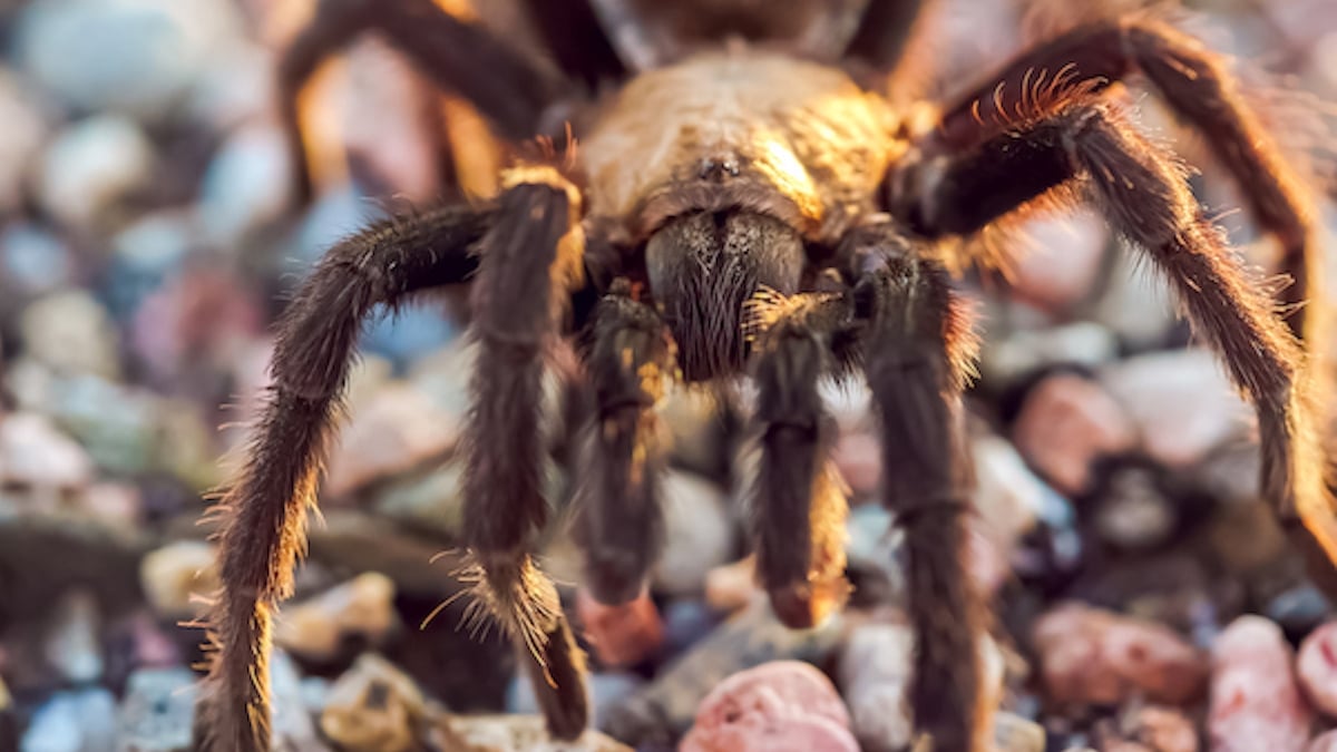 Une mygale andalouse, l'une des plus grosses araignées d'Europe, a été capturée en Charente-Maritime 