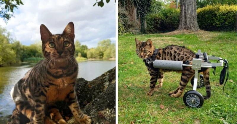 Paralysée des pattes arrière, cette chatte croque la vie à pleines dents grâce à ses ingénieux propriétaires