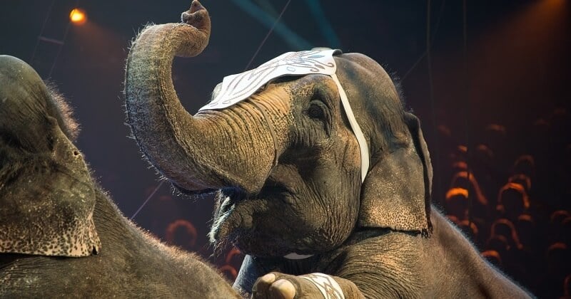 En Floride, des éléphants de cirque retraités vont partir dans un centre de conservation