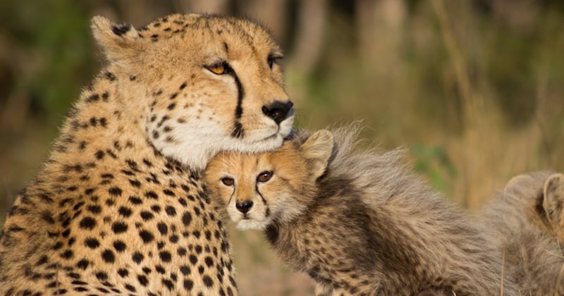 70 ans après sa disparition, le guépard va être réintroduit en Inde 