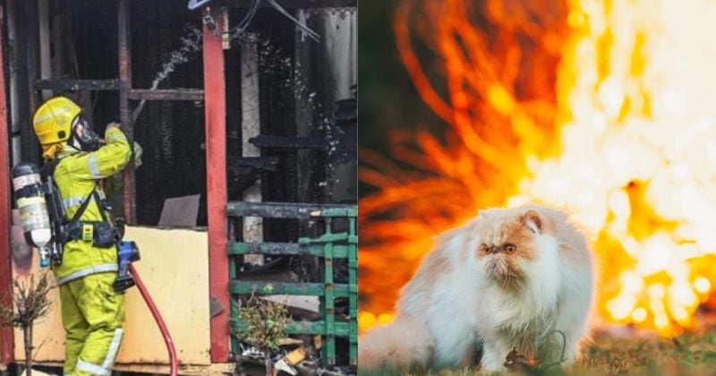 Australie : alors que sa maîtresse est absente, ce chat se retrouve pris au piège par un incendie