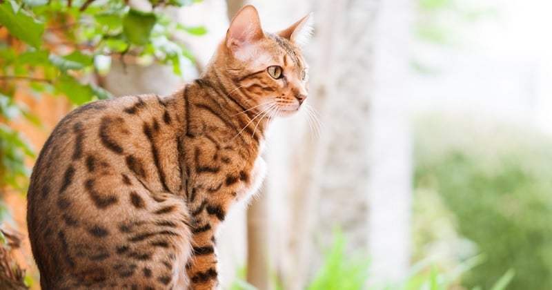 Voici les 3 races de chats les plus intelligentes, selon une étude scientifique