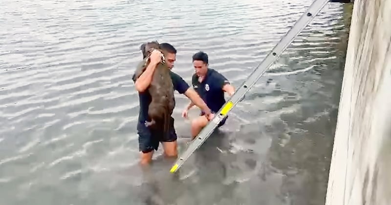 À Miami, un chien épuisé a pu être sauvé de la noyade grâce à la solidarité de deux pompiers