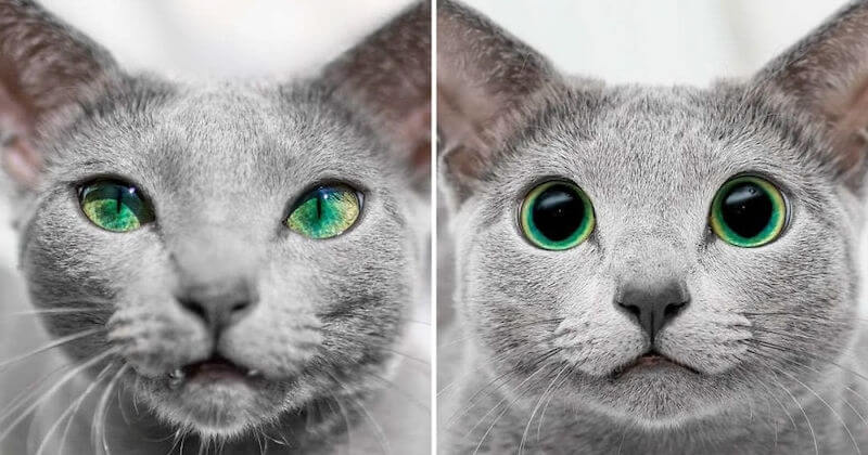 Ces chattes aux yeux verts sont d'une beauté renversante 