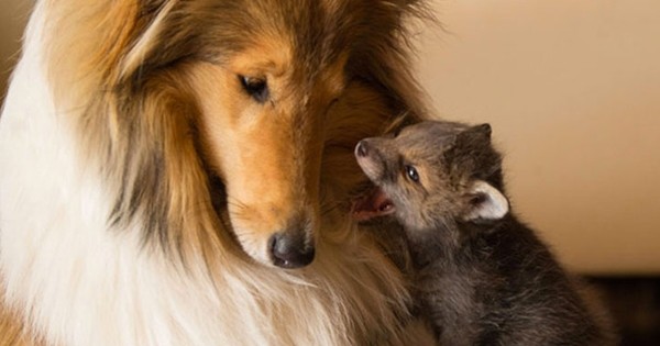 Une chienne s’occupe d’un renard orphelin comme si c’était son propre fils... Émouvant !