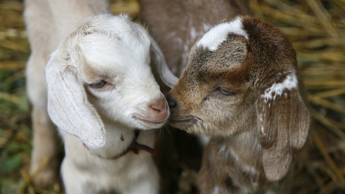 Un heureux événement pas comme les autres s'est produit dans cette ferme pédagogique de l'Aveyron 