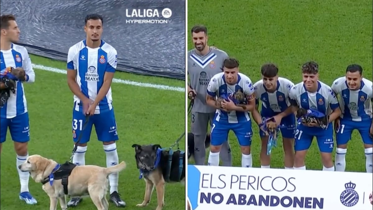 Une équipe de foot est entrée sur le terrain avec 11 chiens pour faire passer un message très important