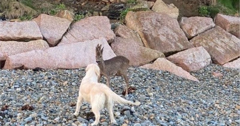 La rencontre insolite entre un chien et un chevreuil lors d'une promenade