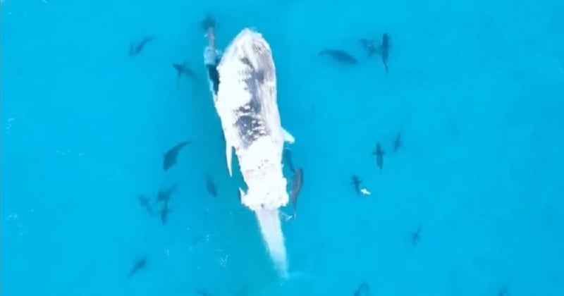Une baleine à bosse encerclée et dévorée par 60 requins, la vidéo fait sensation