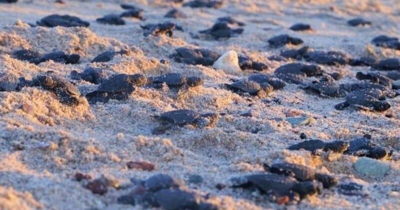 Mexique : record de ponte pour des tortues en voie de disparition