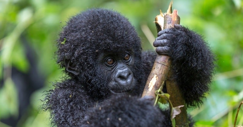 La population des gorilles des montagnes ne cesse de croître, en Ouganda