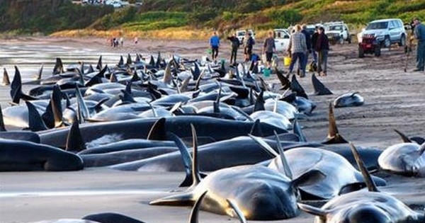 Des centaines de baleines meurent échouées sur les plages de Nouvelle-Zélande... Et personne ne sait précisément pourquoi. Inquiétant !