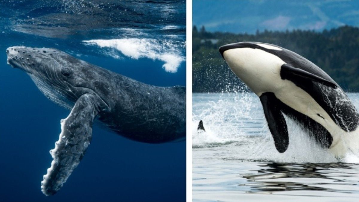 Pourquoi les baleines à bosse viennent-elles en aide aux autres animaux attaqués par les orques ?
