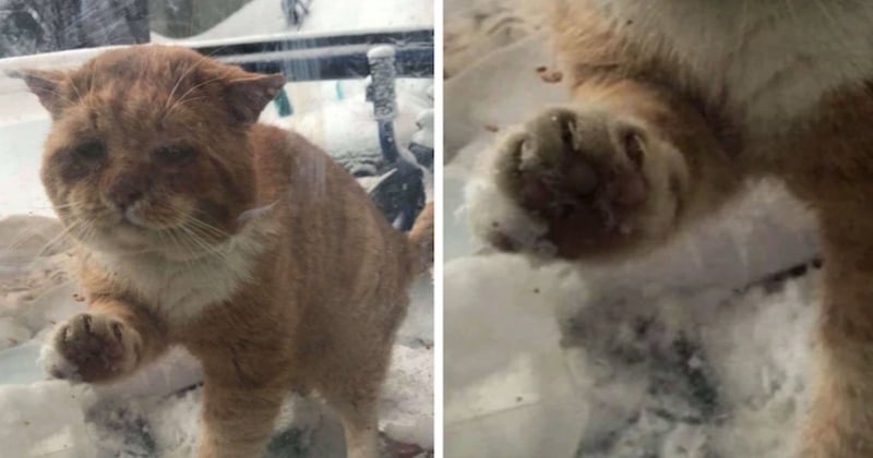 Canada : un chat errant gelé frappe à la porte d'une femme pour lui demander de le laisser entrer