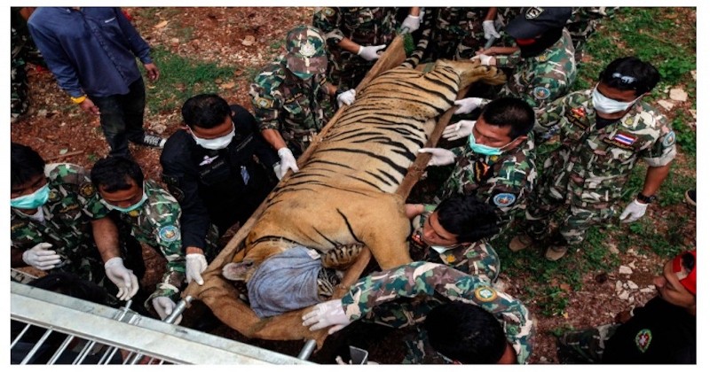 Thaïlande : 86 tigres sont décédés après avoir été secourus d'un temple qui les exhibait et maltraitait