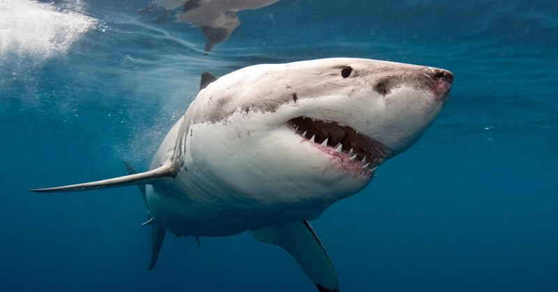 Nukumi, le plus gros requin blanc d'Amérique du Nord, se dirige vers l'Europe	