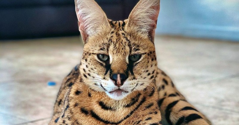 Stryker, le chat Savannah qui en impose