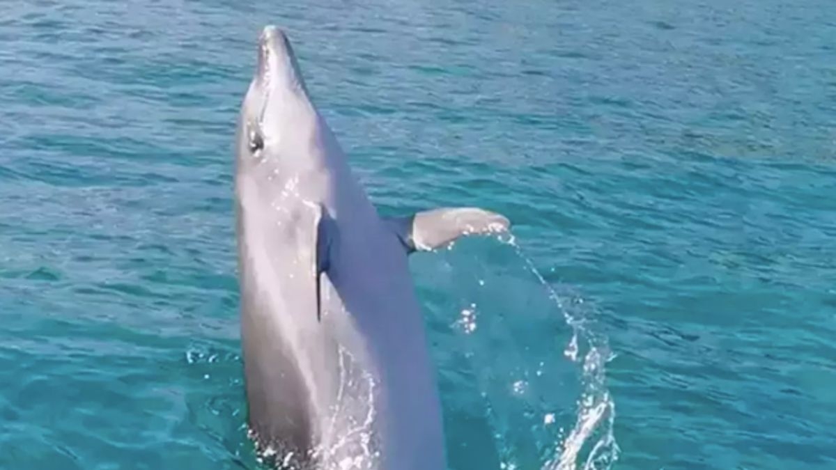 Sainte-Maxime : un dauphin vient s'amuser près d'un jet-ski dans cette vidéo incroyable
