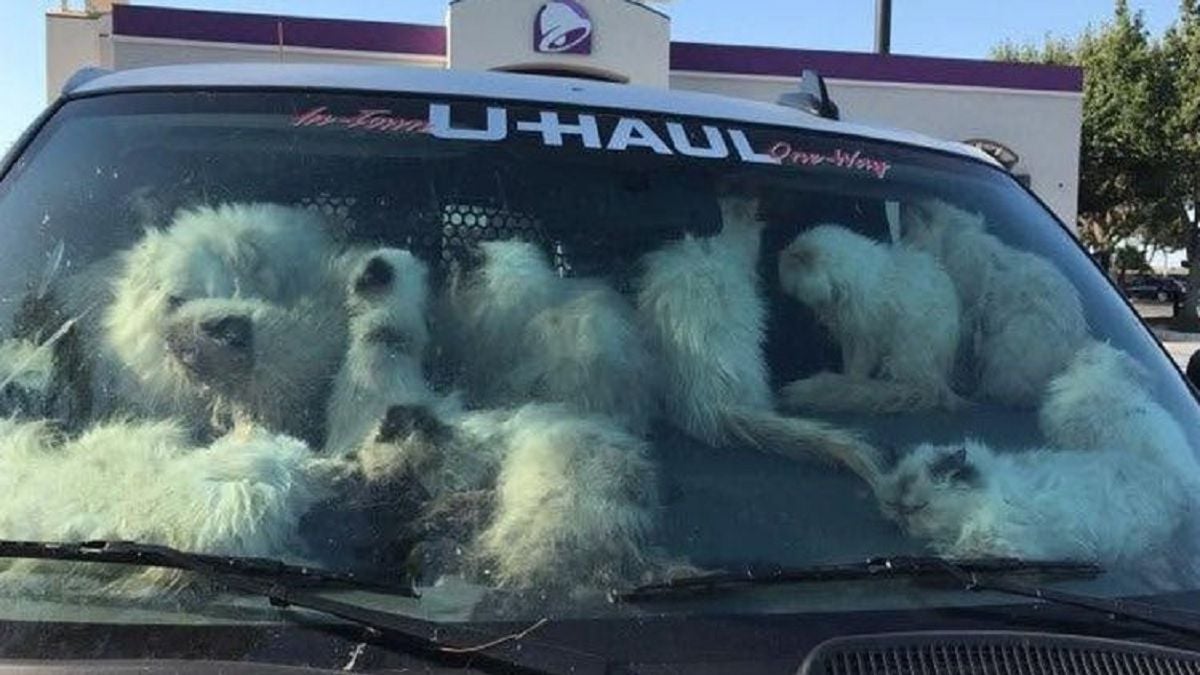 Chats abandonnés dans une camionnette
