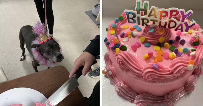 Dans un refuge, une chienne âgée et non adoptable est surprise est émue de recevoir une fête pour son anniversaire 
