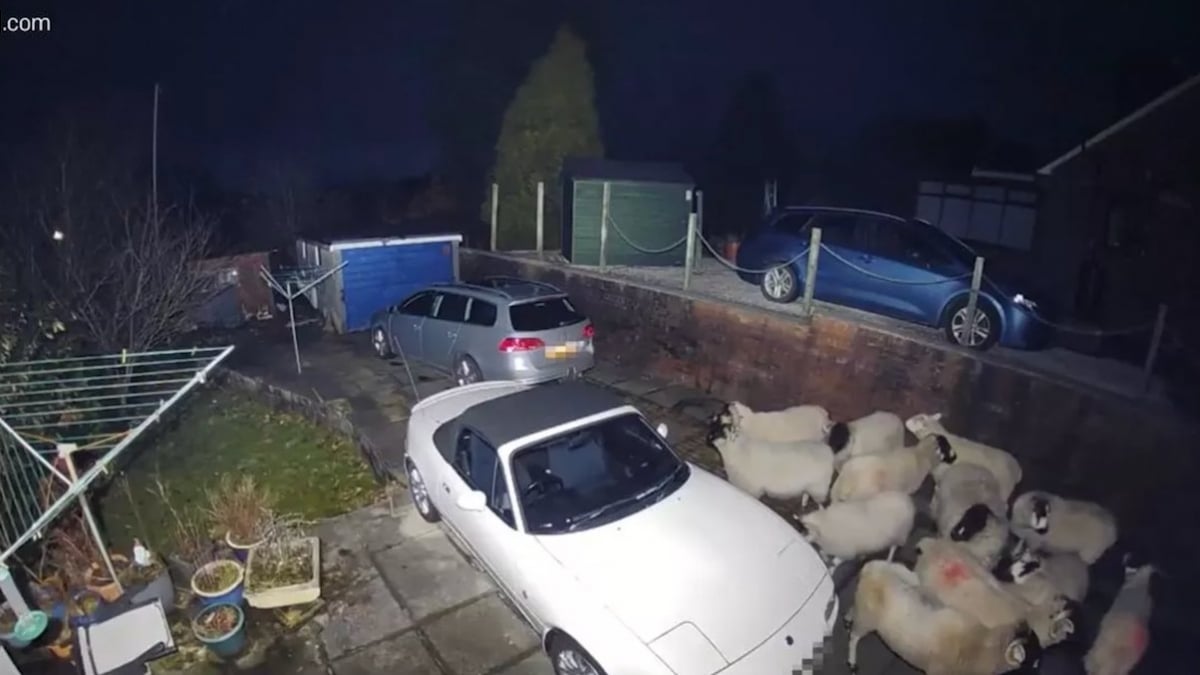 En pleine tempête, un homme découvre 12 moutons blottis les uns contre les autres dans son jardin