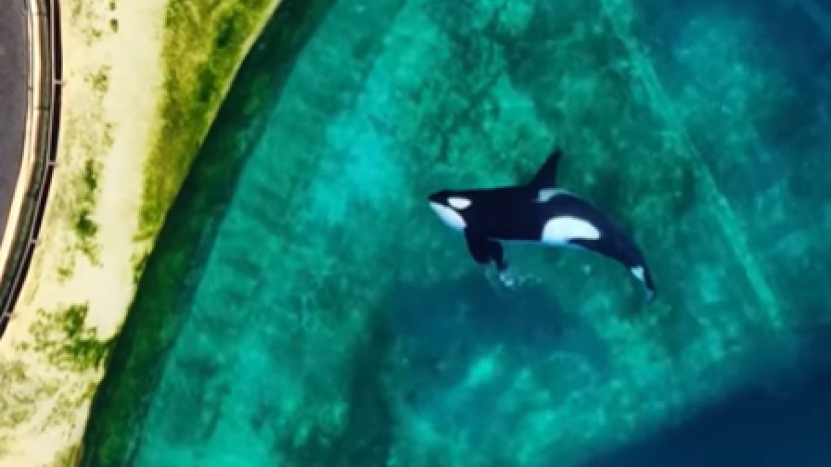 Accusés d'abandonner les orques et les dauphins, les soigneurs de Marineland répondent cash