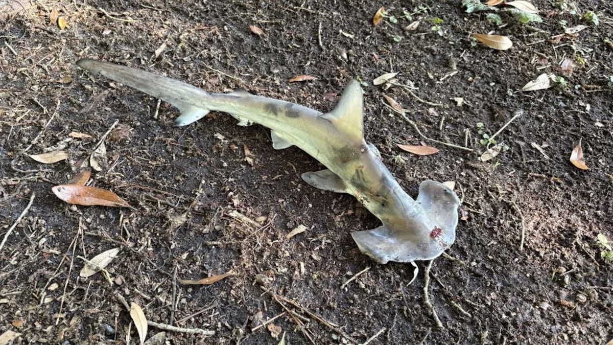 En pleine partie de disc golf, ils sont surpris par... un requin-marteau tombé du ciel