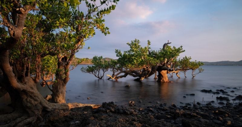 Un oiseau rare de Madagascar observé pour la première fois depuis 1999