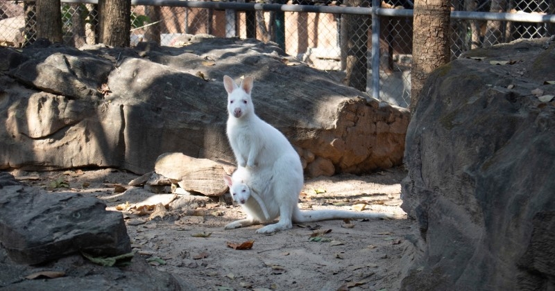 Naissance d'un wallaby albinos dans un zoo thaïlandais, une espèce rare