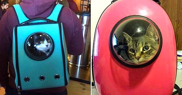 Découvrez le Cat-Pack, le sac qui fera de votre chat un astronaute de compagnie  pour vos voyages !