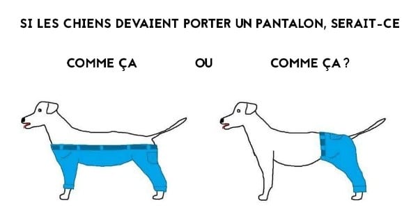 La question hyper-sérieuse du jour : comment un chien devrait porter un pantalon ?