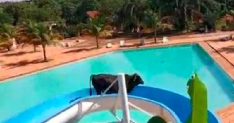 Condamnée à une mort certaine, cette vache s'enfuit de l'abattoir et finit coincée dans un... toboggan aquatique