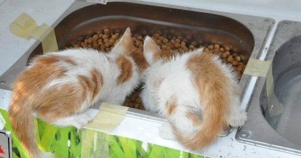 Une bouteille en plastique contre quelques croquettes, le système est juste génial !