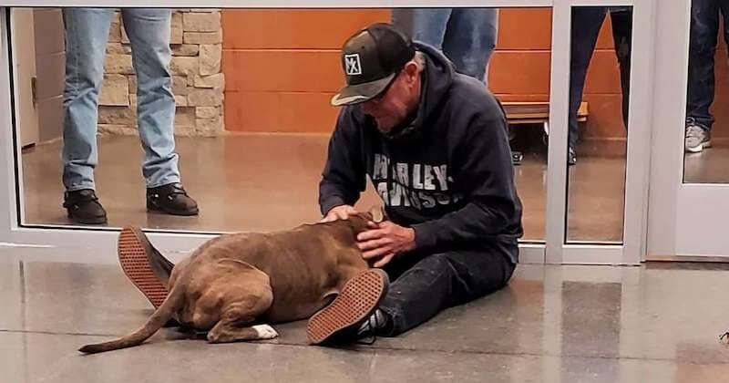 Il parcourt 2000 km pour aller retrouver son chien perdu depuis 200 jours