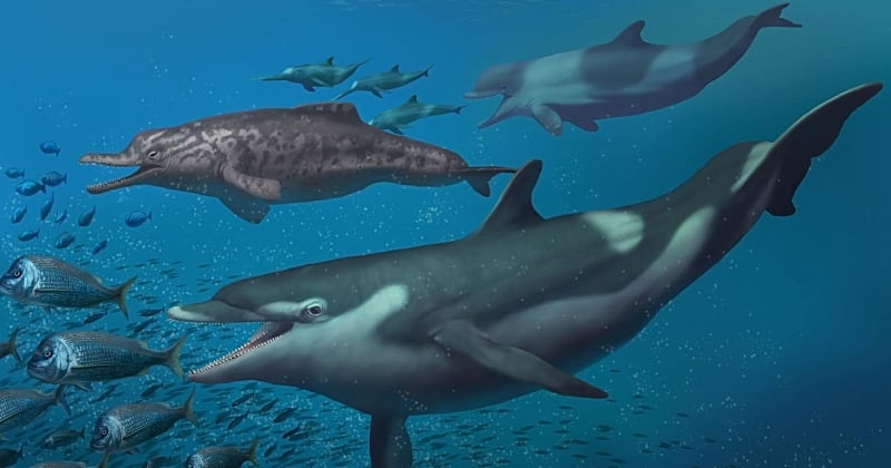 2 espèces de dauphin inconnues et vieilles de 20 millions d'années découvertes en Suisse