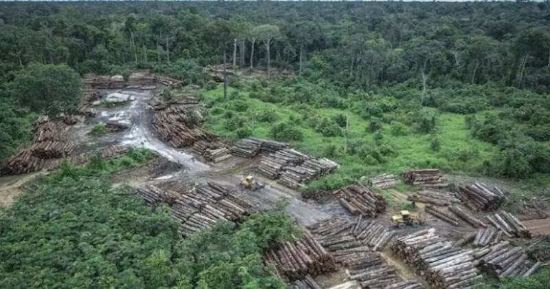 La déforestation a atteint un nouveau record depuis janvier au Brésil