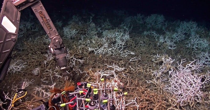 Un immense récif corallien découvert dans les profondeurs de l'océan au large de la Caroline du Sud