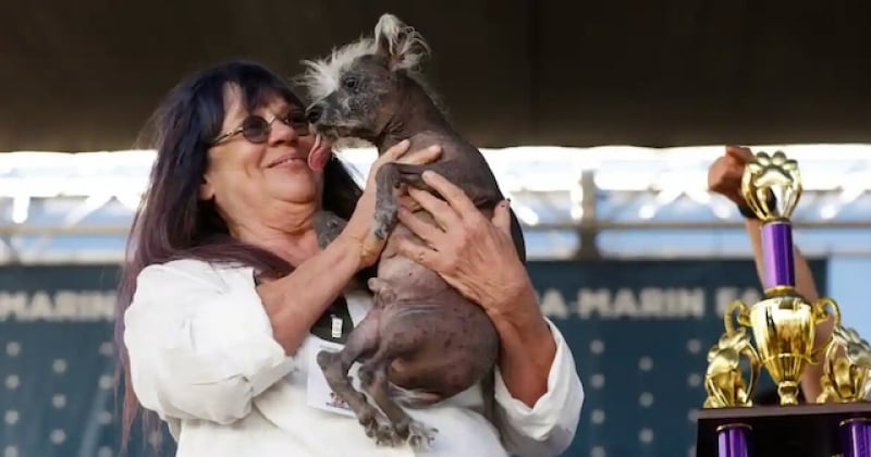  Ce chien chinois à crête vient d'être élu « chien le plus moche du monde », et on comprend pourquoi 