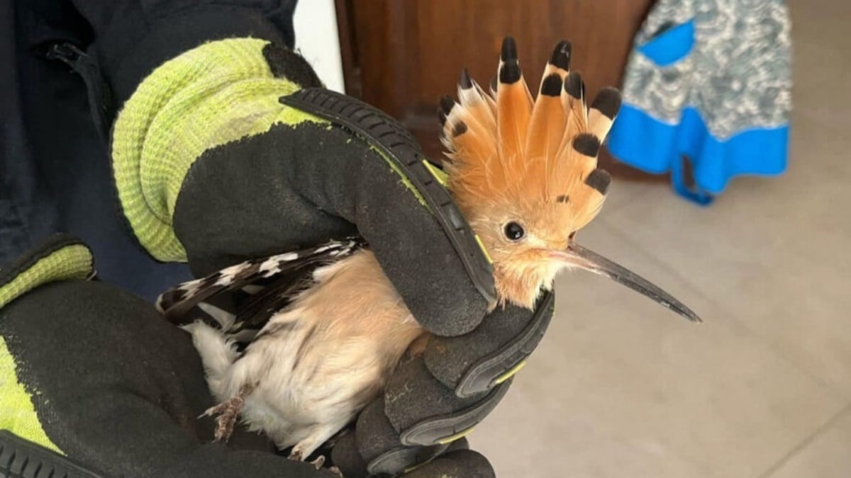 Un oiseau à l'allure exotique coincé dans une cheminée a été secouru par des sapeurs-pompiers du Gard 