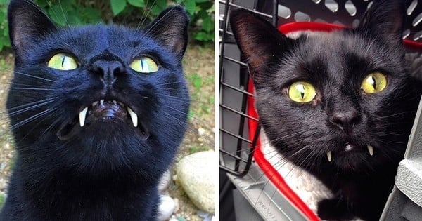 Cette femme a une surprise de taille lorsque le chaton qu'elle a adopté se transforme en “vampire” en grandissant...