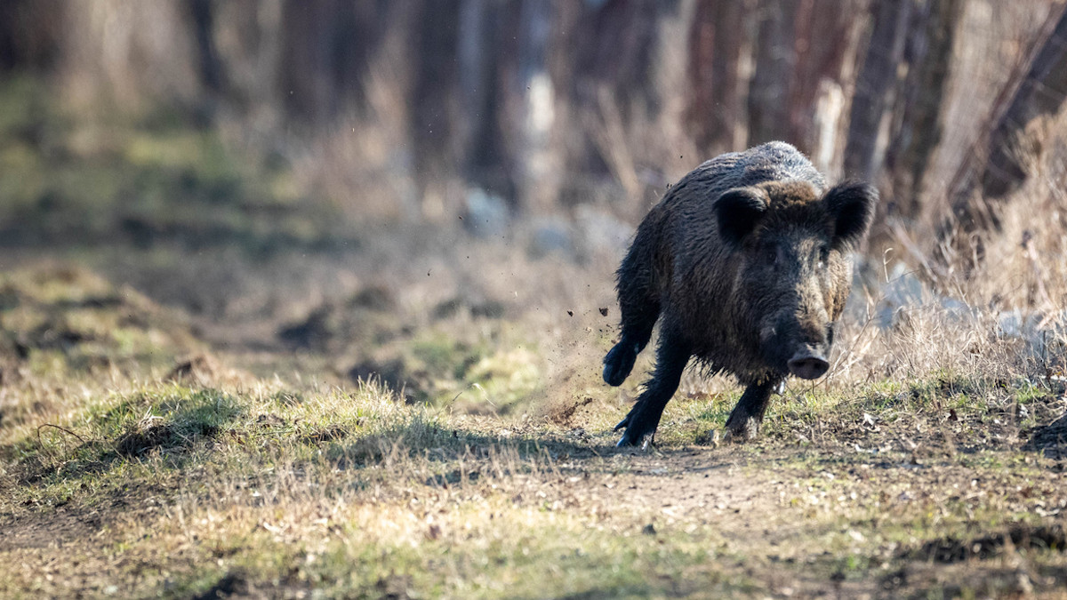 Un sanglier en train de courir 