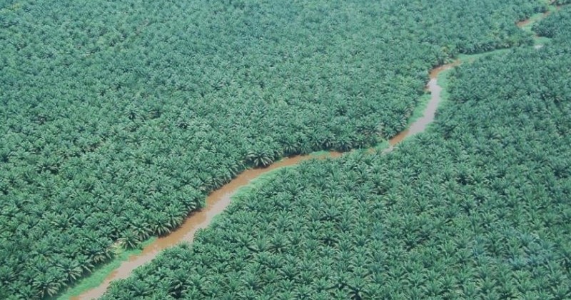 En Afrique, les exploitations d'huile de palme menacent le biodiversité du continent 