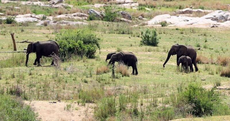 Afrique du Sud : un braconnier présumé, poursuivi par des rangers, fini piétiné par des éléphants