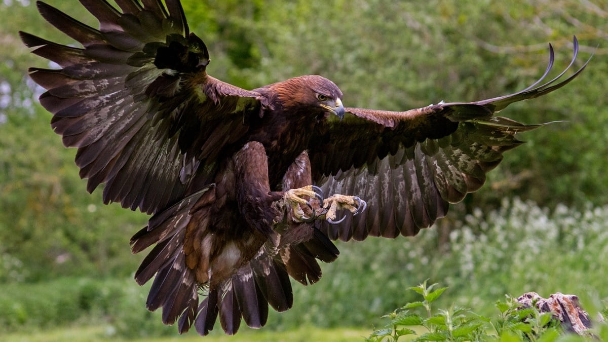 Un parapentiste se fait attaquer par un aigle royal en plein vol durant près de 15 minutes en Savoie