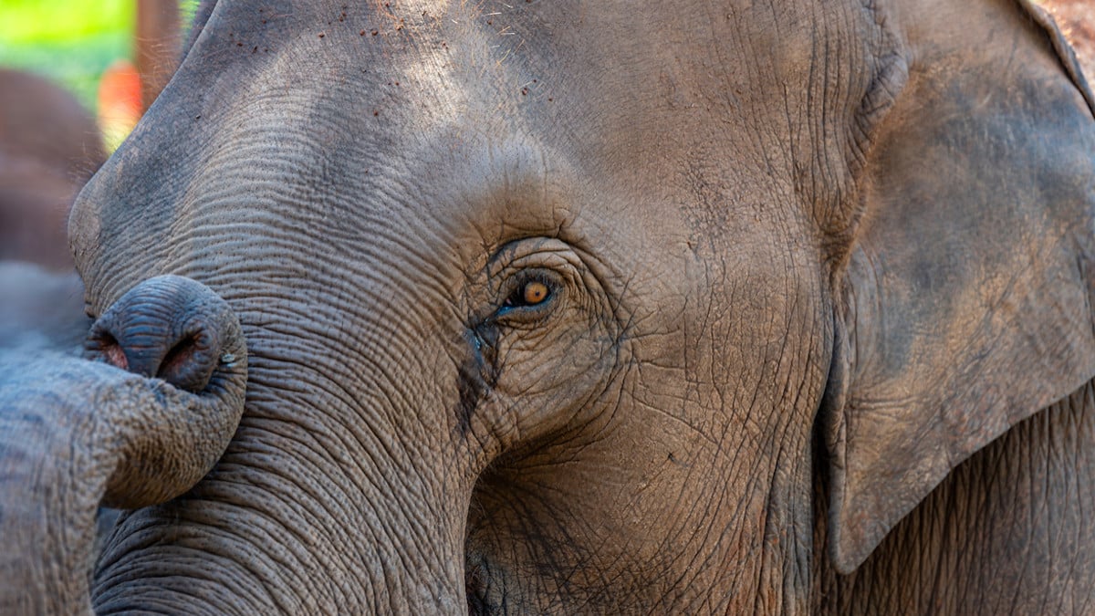 Un éléphant, ayant tué 22 personnes, sème la terreur en Inde et inquiète les autorités