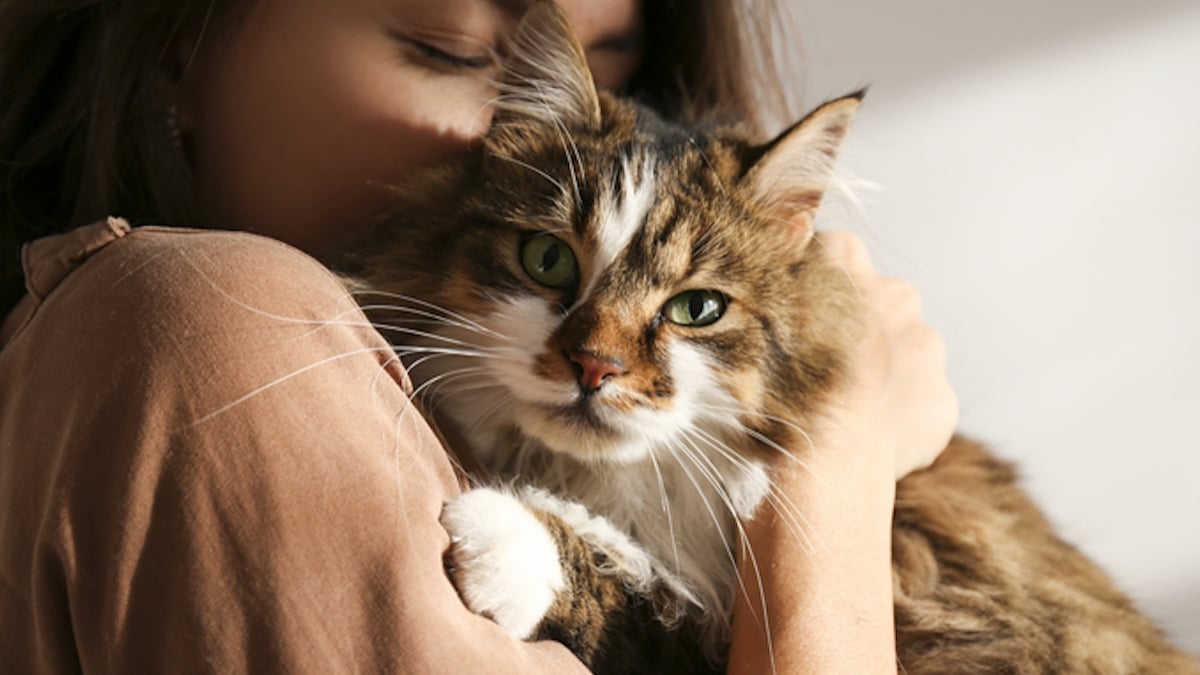 Alors qu'elle avait perdu tout espoir, une femme a retrouvé son chat six ans après sa disparition 