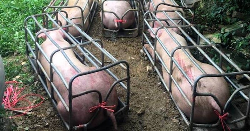 Cambodge : Une ferme porcine élève des cochons ultra-musclés génétiquement modifiés comme dans Okja