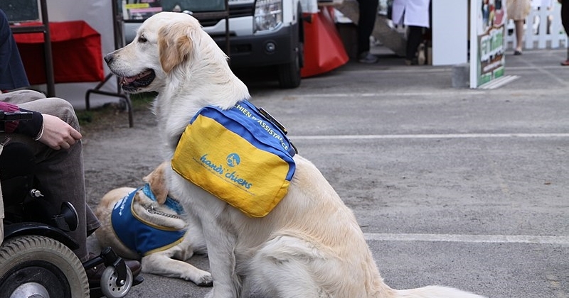 Refoulée d'un buffet à volonté à cause de son chien guide d'aveugle, elle compte porter plainte