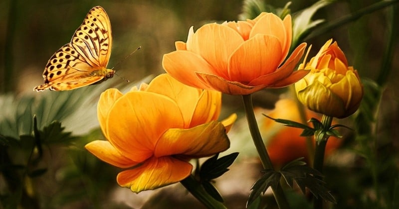 Fleur : 10 choses à savoir sur cette merveille de la nature