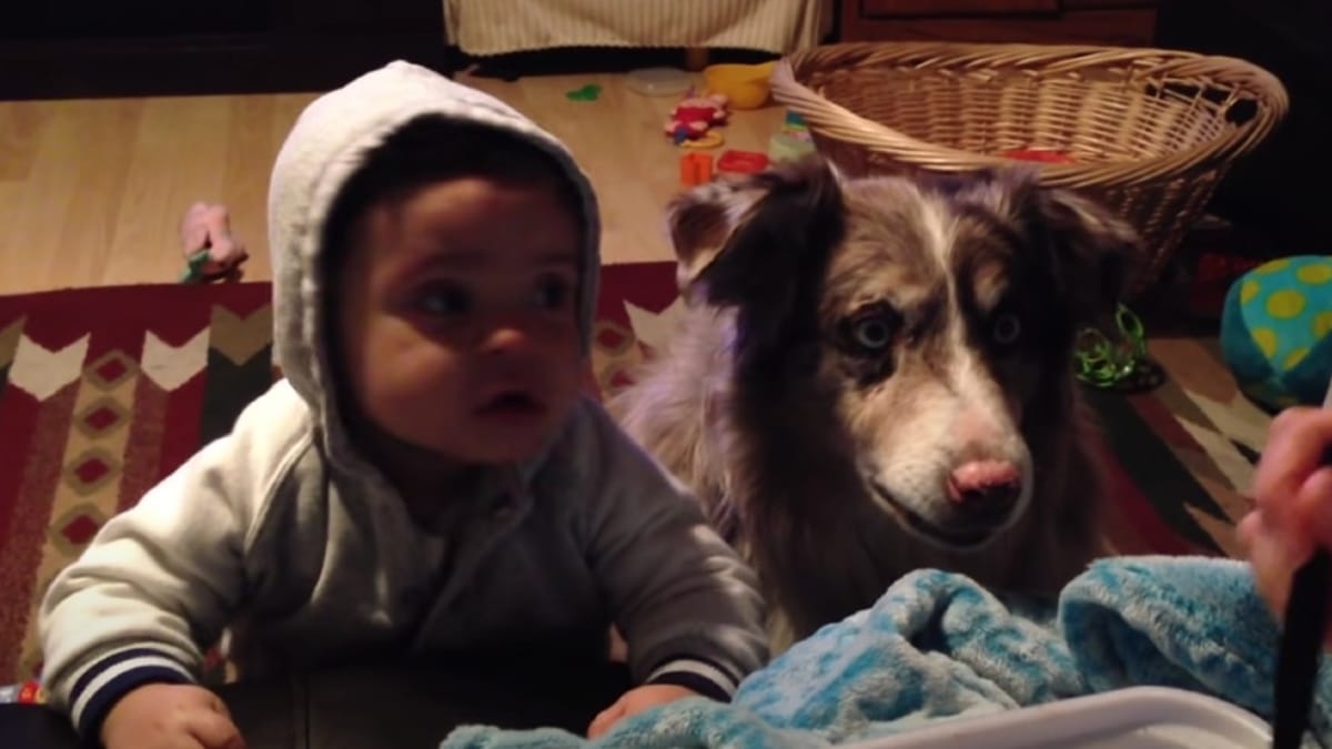 Cette vidéo incroyable montre un chien dire “maman” pour avoir de la nourriture